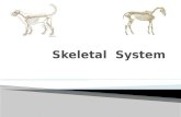 Types of bones  Cortical bone  Cancellous bone  Bone classification  long bones  short bones  flat bones  pneumatic bones  irregular bones sesamoid.