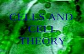 CELLS AND CELL THEORY. CELL SCIENTISTS Robert Hooke-1665, observed small cavities in cork which he called cells.
