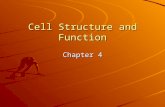 Cell Structure and Function Chapter 4. Mid 1600s - Robert Hooke observed and described cells in cork Late 1600s - Antony van Leeuwenhoek observed sperm,