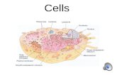 Cells. Levels of Organization Chemical (Least complex) Cellular Tissue Organ Organ System Organism (Most complex)