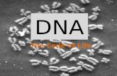 DNA The Code of Life. Introduction… DNA → Deoxyribonucleic acid This makes up the genes located on the chromosomes in the nucleus. RNA → Ribonucleic.