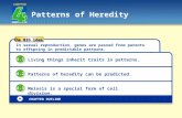 Patterns of Heredity CHAPTER the BIG idea CHAPTER OUTLINE In sexual reproduction, genes are passed from parents to offspring in predictable patterns. Living.