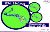 © Boardworks Ltd 2004 1 of 47 KS4 Biology Chromosomes, Genes and DNA.