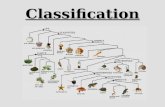 Classification. Finding Order in Diversity Biologists have… identified and named 1.5 million different species estimate 2-100 million additional species.