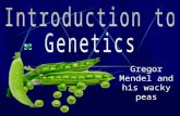 Gregor Mendel and his wacky peas What is genetics? The scientific study of heredity.