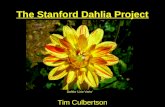The Stanford Dahlia Project Tim Culbertson Dahlia ‘Lirio Vario’