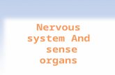 Neur/o,i Nervous System,Nervous tissue Neuroallergy Neurology Neuroarthropathy Allergy in nervous system The branch of medical science concerned with.