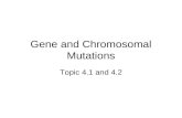 Gene and Chromosomal Mutations Topic 4.1 and 4.2.