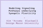 Kim “Avrama” Blackwell George Mason University Modeling Signaling Pathways underlying Synaptic Plasticity.