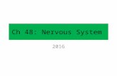Ch 48: Nervous System 2016. Ch 48: Nervous System From Topic 6.5 Nature of science: Cooperation and collaboration between groups of scientists—biologists.