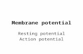 Membrane potential Resting potential Action potential.