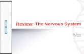Review: The Nervous System Mr. Yassin 07-08-14. Lesson Intention: Introduction The nervous system: –Structural component –Physiological functions Reflex.