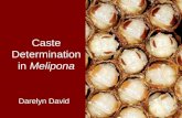 Caste Determination in Melipona Darelyn David. Overview Eusocial insects Caste determination in Melipona Confounding factors Conclusions.