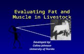 Evaluating Fat and Muscle in Livestock Developed by: Celina Johnson University of Florida.