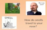 How do smells travel to your nose? Graham’s Law Thomas Graham studied the effusion and diffusion of gases. –Diffusion is the mixing of gases through.