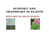 SUPPORT AND TRANSPORT IN PLANTS ANATOMY OF DICOT PLANTS.