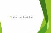 Sheep and Goat Pox. Overview  Organism  Economic Impact  Epidemiology  Transmission  Clinical Signs  Diagnosis and Treatment  Prevention and.