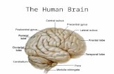 The Human Brain. Human vs. Sheep Brains Human BrainSheep Brain.