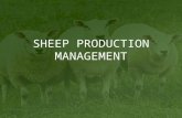 SHEEP PRODUCTION MANAGEMENT. Overview Basic Steps to Lambing Methods Used for Lambing Challenges Associated with Lambing.
