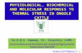 PHYSIOLOGICAL, BIOCHEMICAL AND MOLECULAR RESPONSES TO THERMAL STRESS IN ONGOLE CATTLE Dr.D.B.V. Ramana, Pr. Scientist (LPM) Central Research Institute.