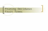 Pruning Deciduous Fruit Trees. Plant food supplies: their source & use Carbohydrates stored in the roots that were produced the prior year. Used for early.