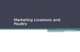Marketing Livestock and Poultry. Objectives Describe the methods used to market livestock and poultry Compare methods of marketing livestock. Critique