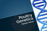 Poultry Genetics Natasha Falkner. Genetic issues  Inbreeding is causing problems to almost all poultry including caged, free range and backyard  Problems.