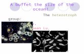 A buffet the size of the ocean! The heterotroph group: Alison Dominy, Sean Lu, Ellen Winant.