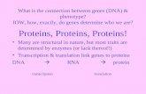 What is the connection between genes (DNA) & phenotype? IOW, how, exactly, do genes determine who we are? Proteins, Proteins, Proteins! Many are structural.