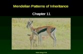 Mader: Biology 8 th Ed. Mendelian Patterns of Inheritance Chapter 11.