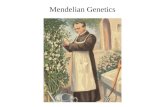 Mendelian Genetics. The laws of probability govern Mendelian inheritance Mendel’s laws of segregation and independent assortment reflect the rules of.