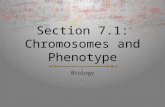 Section 7.1: Chromosomes and Phenotype Biology. Objectives 1.How can genes on an autosomal chromosome affect phenotype? 2.What dominant-recessive patterns.