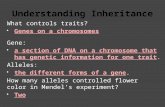 What controls traits?  Genes on a chromosomes Gene:  a section of DNA on a chromosome that has genetic information for one trait. Alleles:  the different.