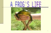 1. 2 There are many types of frogs. Some are very beautiful………