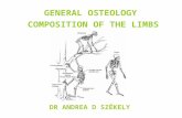 GENERAL OSTEOLOGY COMPOSITION OF THE LIMBS DR ANDREA D SZÉKELY.