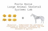 Pasta Horse Large Animal Skeletal Systems Lab + Objective: Understand the anatomical structure of production animals and how skeletal features correspond.