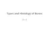 Types and Histology of Bones Ch. 6. 4 types of bones Long Short Flat Irregular.