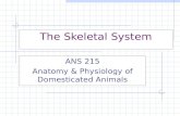 The Skeletal System ANS 215 Anatomy & Physiology of Domesticated Animals.