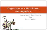Examples of Ruminant’s: Cow Sheep, Goat. Digestion In a Ruminant, monogastric.