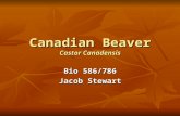 Canadian Beaver Castor Canadensis Bio 586/786 Jacob Stewart.