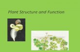 Plant Structure and Function. Angiosperm Structure Three basic organs: 1. Roots (root system) fibrous: mat of thin roots taproot: one large, vertical.