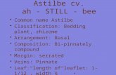 Astilbe cv. ah - STILL - bee Common name Astilbe Classification: Bedding plant, rhizome Arrangement: Basal Composition: Bi-pinnately compound Margin: serrated.