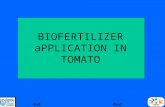BIOFERTILIZER aPPLICATION IN TOMATO EndNext. INTRODUCTION Biofertilizers are applied as seed coating, seedling root dip and soil application method. The.