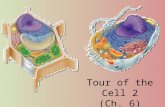 Tour of the Cell 2 (Ch. 6). Cells gotta work to live! What jobs do cells have to do? –make proteins proteins control every cell function –utilize and.