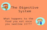The Digestive System What happens to the food you eat once you swallow it???