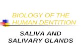 BIOLOGY OF THE HUMAN DENTITION SALIVA AND SALIVARY GLANDS.