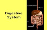 Digestive System. Which organ of the digestive system does each picture represent? Knife Food ProcessorGarbage Disposal.