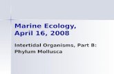 Marine Ecology, April 16, 2008 Intertidal Organisms, Part B: Phylum Mollusca.