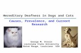 Hereditary Deafness in Dogs and Cats George M. Strain Louisiana State University Baton Rouge, Louisiana USA Causes, Prevalence, and Current Research.