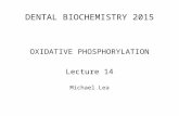 DENTAL BIOCHEMISTRY 2015 OXIDATIVE PHOSPHORYLATION Lecture 14 Michael Lea.